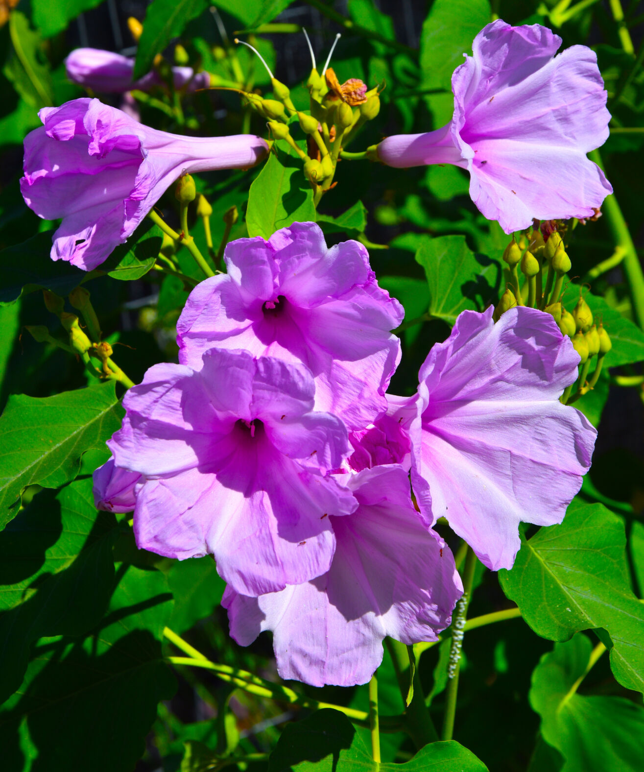2023 Master Gardener Home Garden Show